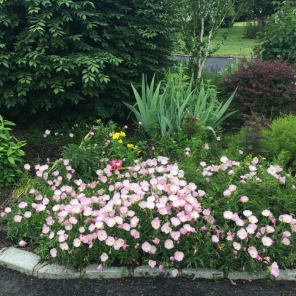 PINK EVENING PRIMROSE 🌸  40 plants $20 - Picture 2 of 5